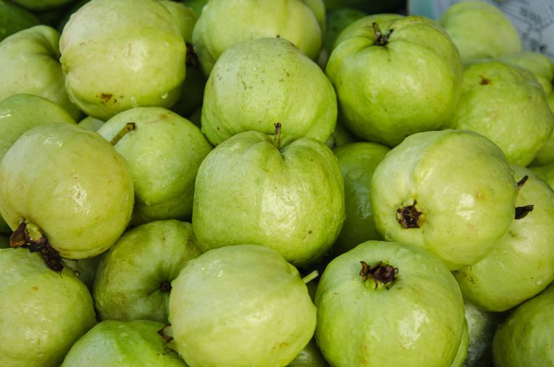 Ổi giải nhiệt mùa hè
